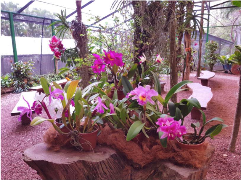Botanical Orchid Garden La Garita DestinosViajeros