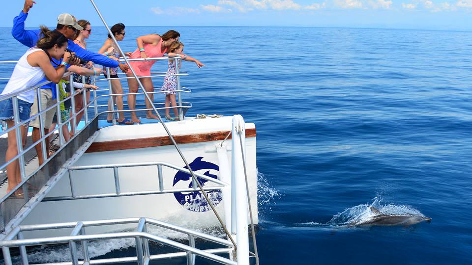 delfines 1